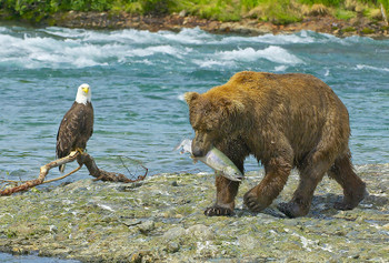 Bear Brown, salmon and Bald Eagle - Magnet