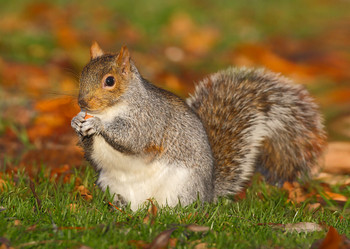Gray Squirrel - Postcard