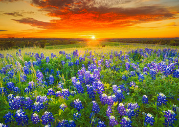 Texas Barn and Bluebonnets - Postcard