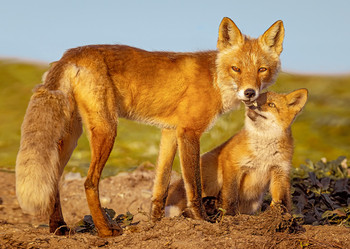 Fox and kit - Postcard