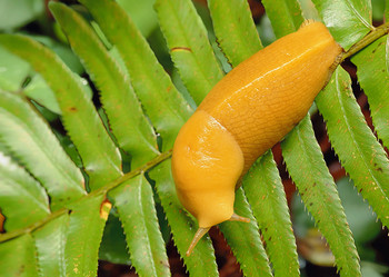 Banana Slug - Postcard