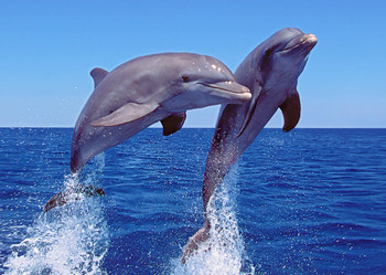 Dolphin jumping 2 - Postcard