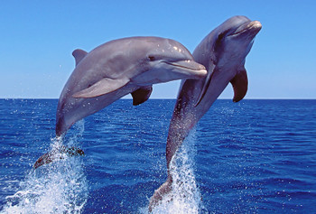 Dolphin jumping 2 - Magnet