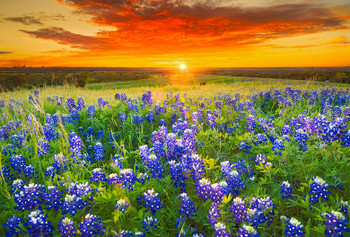 Texas Barn and Bluebonnets - Magnet