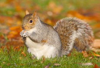 Squirrel Grey - Magnet