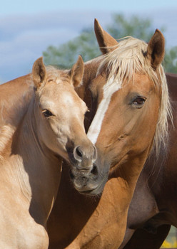 Horse and foal 2