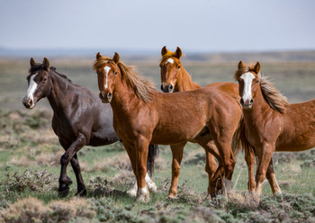 Horse, Mustang
