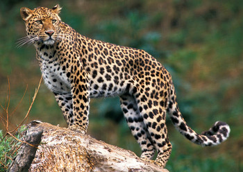 Leopard 2 - Postcard