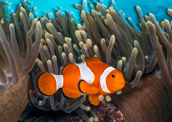 Clownfish 2 - Postcard