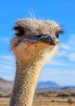 Ostrich 2  - Postcard