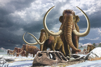 Mammoth herd  - Postcard