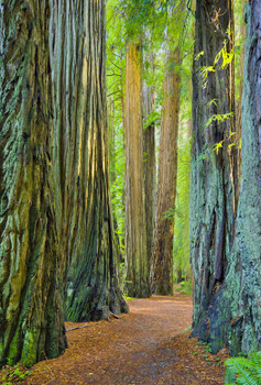 Redwoods 3 - Magnet