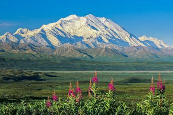 Denali Seasons - Postcard