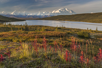 Denali Seasons - Postcard
