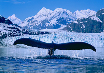 Glacier Bay with Whale Fluke - Postcard