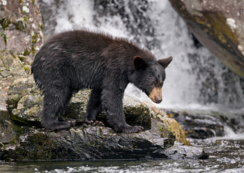 Bear Black fishing - Postcard