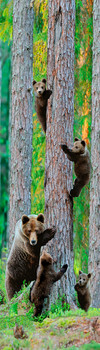 Bear Grizzly family Bookmark
