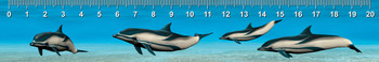 Striped Dolphin Ruler(cm)