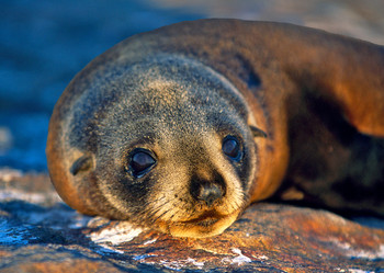 Seal NZ Fur Postcard