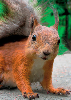 Squirrel Red Postcard