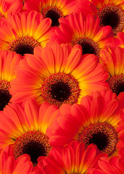 Gerbera 4 Postcard