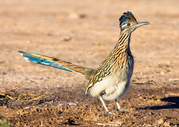 Roadrunner - Postcard