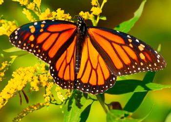 Butterfly Monarch 2 - Postcard