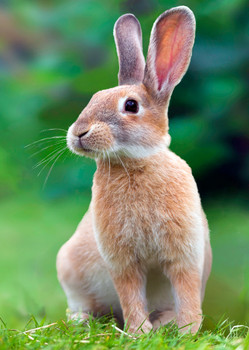 Rabbit listening - Postcard