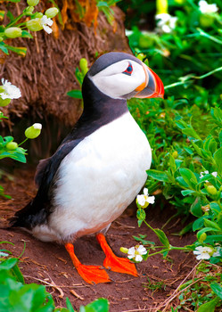 Puffin, Atlantic - Postcard