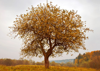 Four Seasons Tree - Postcard