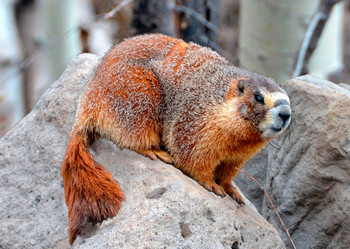 Marmot, Yellow-bellied - Postcard