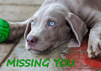 Missing You - Postcard