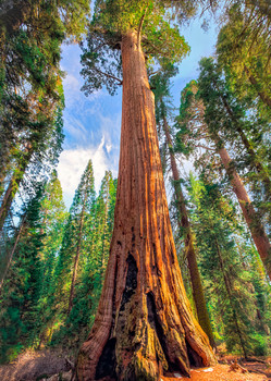 Sequoia - Postcard