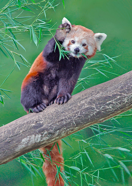 Panda, Red - Postcard