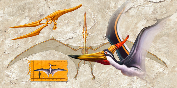 Pteranodon Anatomy Long Card