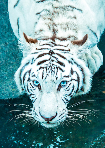 Tiger Bengal White - Postcard