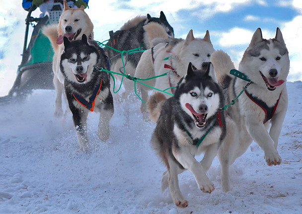 Dogs, Sled dogs - Postcard