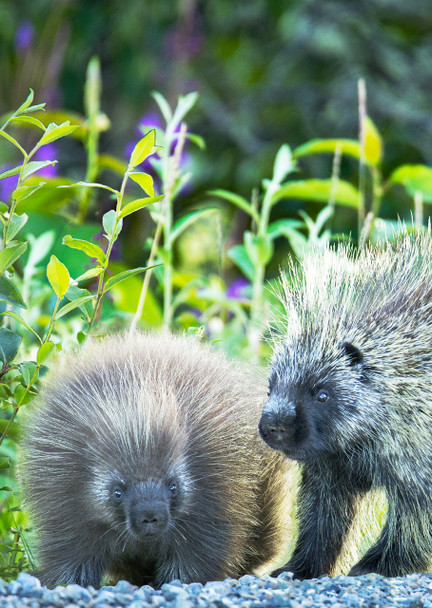 Porcupines - Postcard