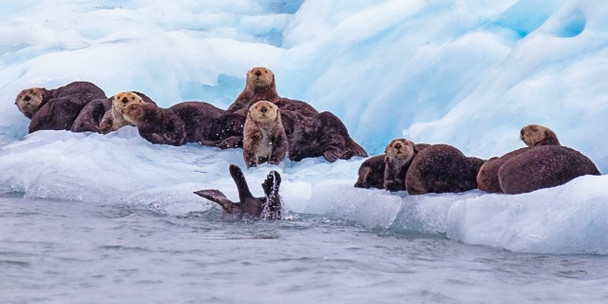 Seals and Otters on floating sea ice Long Card