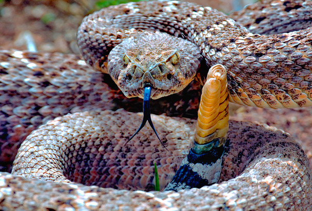 Snake, Rattlesnake Western Diamond - Magnet