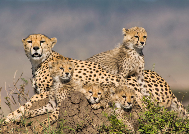 Cheetahs - Postcard