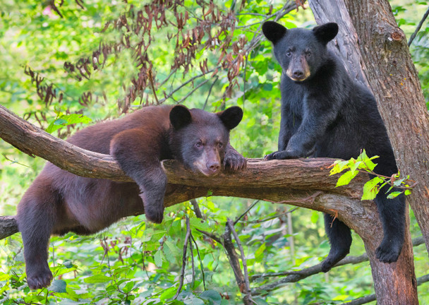 Bear, Black In Tree - Postcard