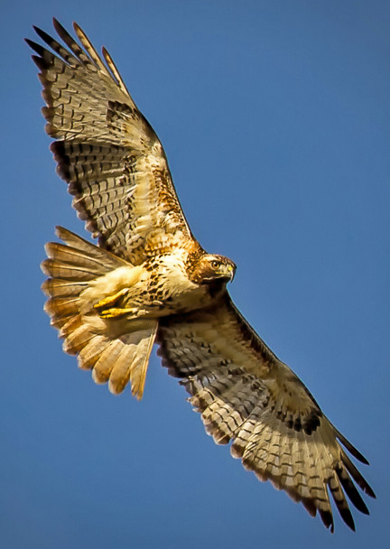 Hawk, Red-tailed - Postcard