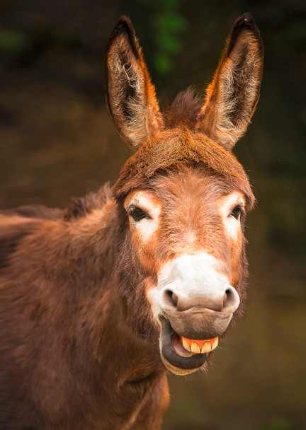 Donkey close-up