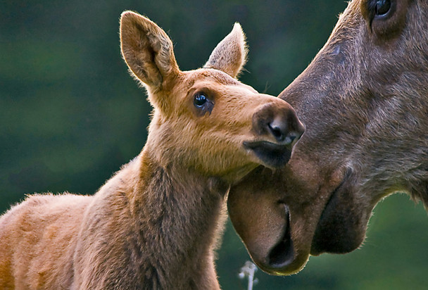 Moose and Calf - Magnet