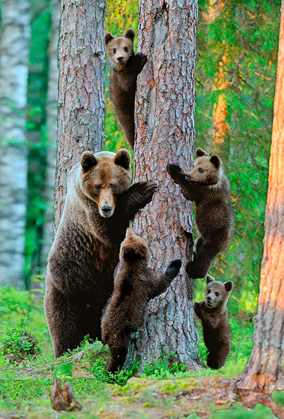 Bear Grizzly Family Magnet no name drop