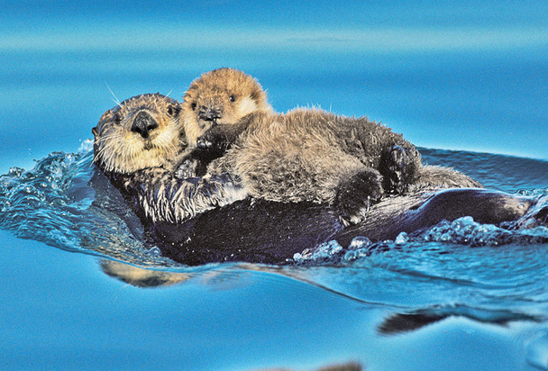 Otter, Sea and Pup - Magnet