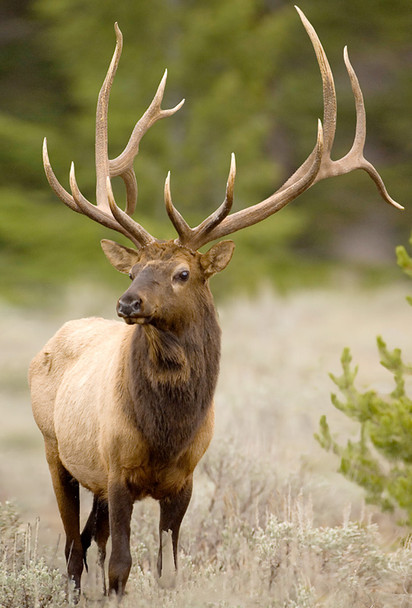 Elk, Rocky Mountain - Magnet