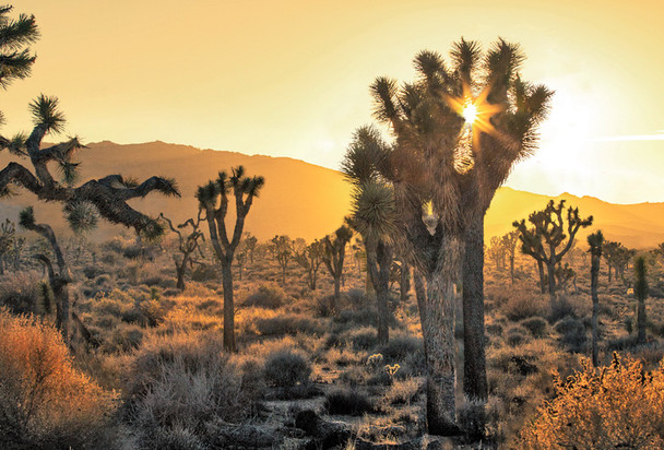 Joshua Tree Sunset - Magnet