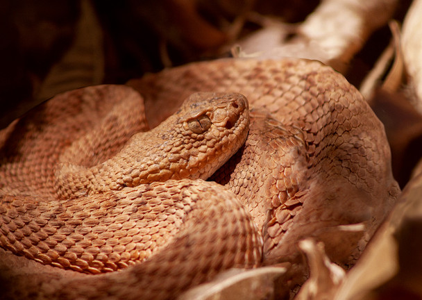 Snake, Rattlesnake Pink - Postcard